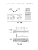 MULTISPECIFIC ANTIBODIES, ANTIBODY ANALOGS, COMPOSITIONS, AND METHODS diagram and image