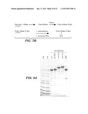 MULTISPECIFIC ANTIBODIES, ANTIBODY ANALOGS, COMPOSITIONS, AND METHODS diagram and image