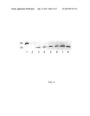 SECRETED CAMPYLOBACTER FLAGELLA COREGULATED PROTEINS AS IMMUNOGENS diagram and image