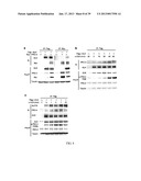 MAP KINASE KINASE KINASE KINASE 3 (MAP4K3) AS A BIOMARKER AND THERAPETIC     TARGET FOR AUTOIMMUNE DISEASE, CANCER, INFLAMMATION AND IL-17-ASSOCIATED     DISEASE diagram and image