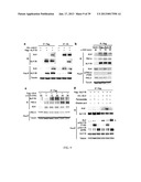 MAP KINASE KINASE KINASE KINASE 3 (MAP4K3) AS A BIOMARKER AND THERAPETIC     TARGET FOR AUTOIMMUNE DISEASE, CANCER, INFLAMMATION AND IL-17-ASSOCIATED     DISEASE diagram and image