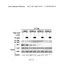 MAP KINASE KINASE KINASE KINASE 3 (MAP4K3) AS A BIOMARKER AND THERAPETIC     TARGET FOR AUTOIMMUNE DISEASE, CANCER, INFLAMMATION AND IL-17-ASSOCIATED     DISEASE diagram and image