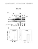 MAP KINASE KINASE KINASE KINASE 3 (MAP4K3) AS A BIOMARKER AND THERAPETIC     TARGET FOR AUTOIMMUNE DISEASE, CANCER, INFLAMMATION AND IL-17-ASSOCIATED     DISEASE diagram and image