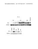 MAP KINASE KINASE KINASE KINASE 3 (MAP4K3) AS A BIOMARKER AND THERAPETIC     TARGET FOR AUTOIMMUNE DISEASE, CANCER, INFLAMMATION AND IL-17-ASSOCIATED     DISEASE diagram and image