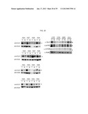 MAP KINASE KINASE KINASE KINASE 3 (MAP4K3) AS A BIOMARKER AND THERAPETIC     TARGET FOR AUTOIMMUNE DISEASE, CANCER, INFLAMMATION AND IL-17-ASSOCIATED     DISEASE diagram and image