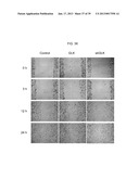 MAP KINASE KINASE KINASE KINASE 3 (MAP4K3) AS A BIOMARKER AND THERAPETIC     TARGET FOR AUTOIMMUNE DISEASE, CANCER, INFLAMMATION AND IL-17-ASSOCIATED     DISEASE diagram and image