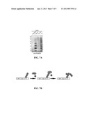 SUMO-SPECIFIC AFFINITY TAG diagram and image