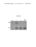 MODULATION OF OOCYTE MEIOTIC PROGRESSION AND OOCYTE ACTIVATION diagram and image