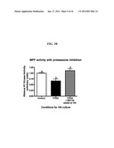 MODULATION OF OOCYTE MEIOTIC PROGRESSION AND OOCYTE ACTIVATION diagram and image