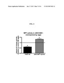 MODULATION OF OOCYTE MEIOTIC PROGRESSION AND OOCYTE ACTIVATION diagram and image