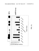 METHOD AND COMPOSITIONS INVOLVING MICRORNA diagram and image