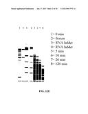 METHOD AND COMPOSITIONS INVOLVING MICRORNA diagram and image