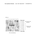 FUNCTIONAL MOLECULE, FUNCTIONAL MOLECULE SYNTHESIZING AMIDITE AND TARGET     SUBSTANCE ANALYSIS METHOD diagram and image