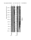 COMPOSITIONS AND METHODS FOR TREATING AIDS OR CANCER BY INHIBITING THE     SECRETION OF MICROPARTICLES diagram and image