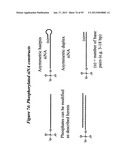 RNA INTERFERENCE MEDIATED INHIBITION OF GENE EXPRESSION USING CHEMICALLY     MODIFIED SHORT INTERFERING NUCLEIC ACID (siNA) diagram and image