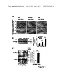 MICRORNA (miRNA) AND DOWNSTREAM TARGETS FOR DIAGNOSTIC AND THERAPEUTIC     PURPOSES diagram and image