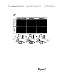 MICRORNA (miRNA) AND DOWNSTREAM TARGETS FOR DIAGNOSTIC AND THERAPEUTIC     PURPOSES diagram and image