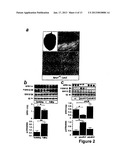 MICRORNA (miRNA) AND DOWNSTREAM TARGETS FOR DIAGNOSTIC AND THERAPEUTIC     PURPOSES diagram and image