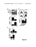 MICRORNA (miRNA) AND DOWNSTREAM TARGETS FOR DIAGNOSTIC AND THERAPEUTIC     PURPOSES diagram and image