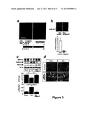 MICRORNA (miRNA) AND DOWNSTREAM TARGETS FOR DIAGNOSTIC AND THERAPEUTIC     PURPOSES diagram and image