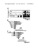 MICRORNA (miRNA) AND DOWNSTREAM TARGETS FOR DIAGNOSTIC AND THERAPEUTIC     PURPOSES diagram and image