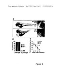 MICRORNA (miRNA) AND DOWNSTREAM TARGETS FOR DIAGNOSTIC AND THERAPEUTIC     PURPOSES diagram and image