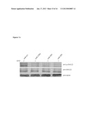 miRNA Compounds for Treatment of Prostate CarcinomaAANM Boll; KerstinAACI LeipzigAACO DEAAGP Boll; Kerstin Leipzig DEAANM Horn; FriedemannAACI LeipzigAACO DEAAGP Horn; Friedemann Leipzig DEAANM Hackermuller; JorgAACI LeipzigAACO DEAAGP Hackermuller; Jorg Leipzig DE diagram and image