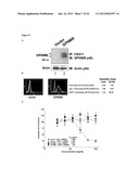 Antibodies Directed To GPNMB And Uses Thereof diagram and image