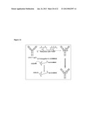 Antibodies Directed To GPNMB And Uses Thereof diagram and image