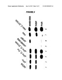 EXPRESSION OF MENINGOCOCCAL FHBP POLYPEPTIDES diagram and image