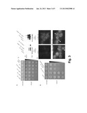 YEAST CELLS EXPRESSING AMYLOID BETA AND USES THEREFOR diagram and image