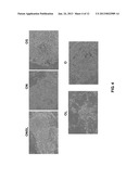 DENTAL STEM CELL REPROGRAMMING diagram and image