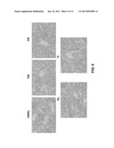 DENTAL STEM CELL REPROGRAMMING diagram and image