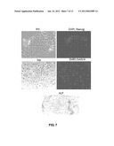 DENTAL STEM CELL REPROGRAMMING diagram and image