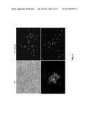 DENTAL STEM CELL REPROGRAMMING diagram and image