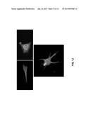 DENTAL STEM CELL REPROGRAMMING diagram and image