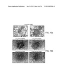 GENETICALLY MODIFIED MICE AND ENGRAFTMENT diagram and image