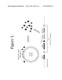 METHODS AND COMPOSITIONS FOR TARGETED MUTAGENESIS IN BACTERIA diagram and image