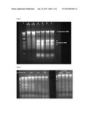 METHOD FOR SELECTIVE ISOLATION AND PURIFICATION OF NUCLEIC ACIDS diagram and image