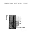 THYMIDINE KINASE diagram and image