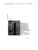 THYMIDINE KINASE diagram and image