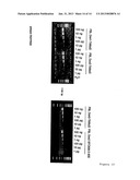 THYMIDINE KINASE diagram and image