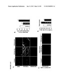 TWEAK/FN14 SYSTEM REGULATES SKELETAL MUSCLE ATROPHY AND REGENERATION diagram and image