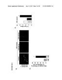 TWEAK/FN14 SYSTEM REGULATES SKELETAL MUSCLE ATROPHY AND REGENERATION diagram and image