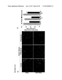 TWEAK/FN14 SYSTEM REGULATES SKELETAL MUSCLE ATROPHY AND REGENERATION diagram and image