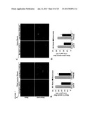 TWEAK/FN14 SYSTEM REGULATES SKELETAL MUSCLE ATROPHY AND REGENERATION diagram and image