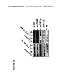 TWEAK/FN14 SYSTEM REGULATES SKELETAL MUSCLE ATROPHY AND REGENERATION diagram and image