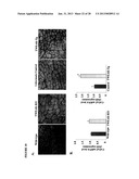 TWEAK/FN14 SYSTEM REGULATES SKELETAL MUSCLE ATROPHY AND REGENERATION diagram and image