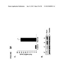 TWEAK/FN14 SYSTEM REGULATES SKELETAL MUSCLE ATROPHY AND REGENERATION diagram and image