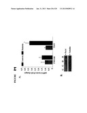 TWEAK/FN14 SYSTEM REGULATES SKELETAL MUSCLE ATROPHY AND REGENERATION diagram and image